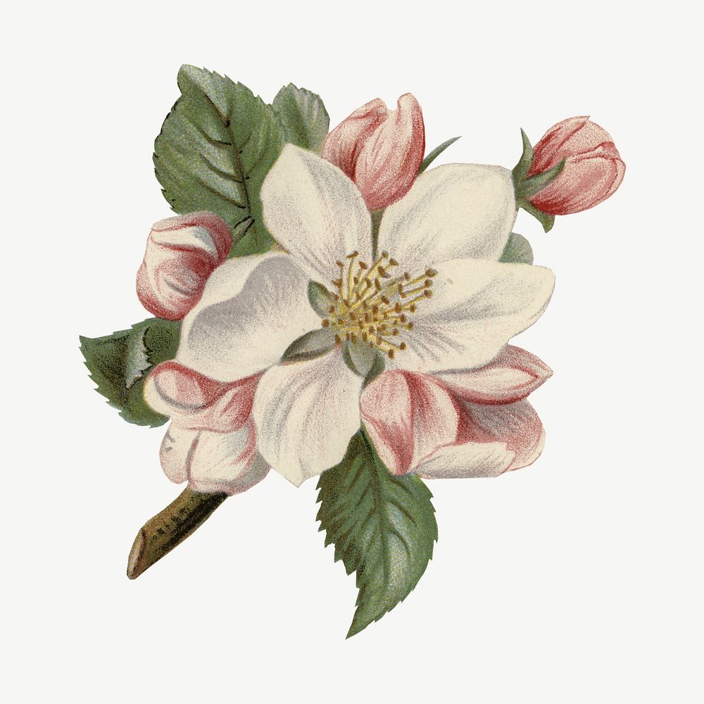 Apple flower vintage illustration, collage element psd