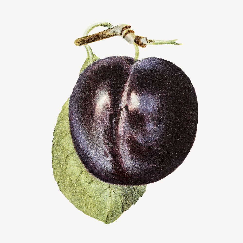Vintage plum fruit illustration