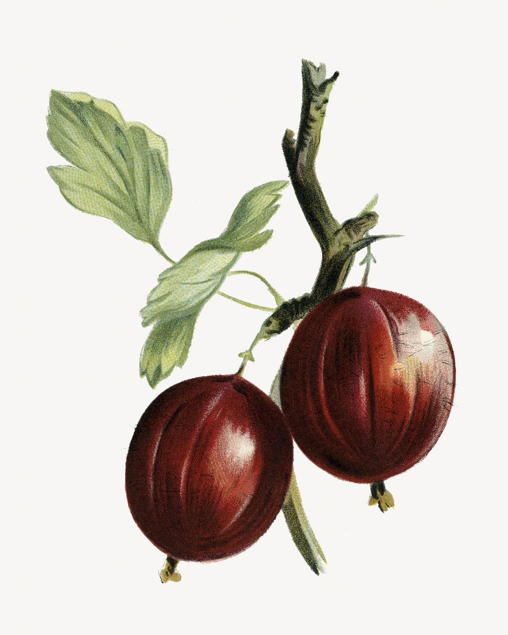 Gooseberries vintage illustration