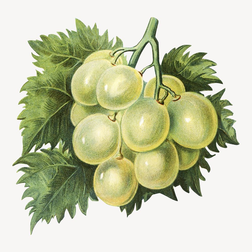 White grape fruit vintage illustration psd