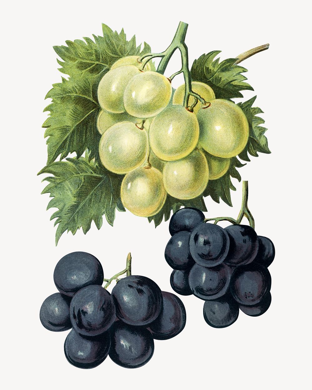 The fruit grower's guide : Vintage illustration of grapes