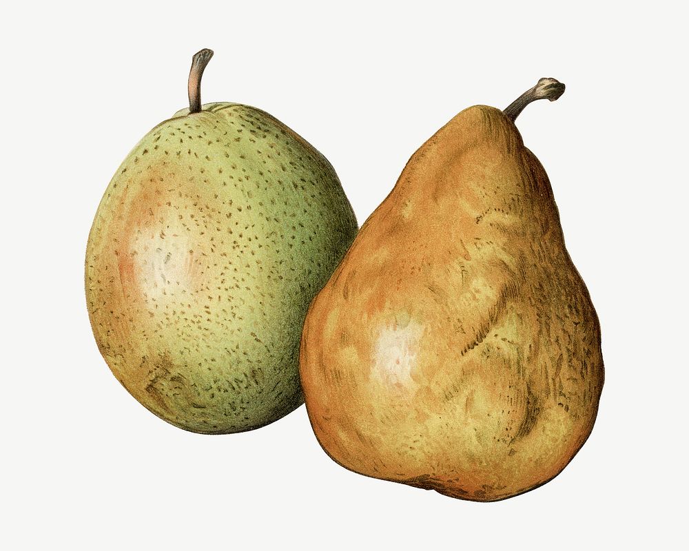 Vintage pear fruit illustration psd