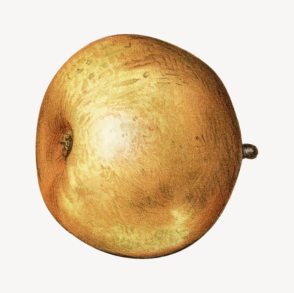 Vintage pear illustration