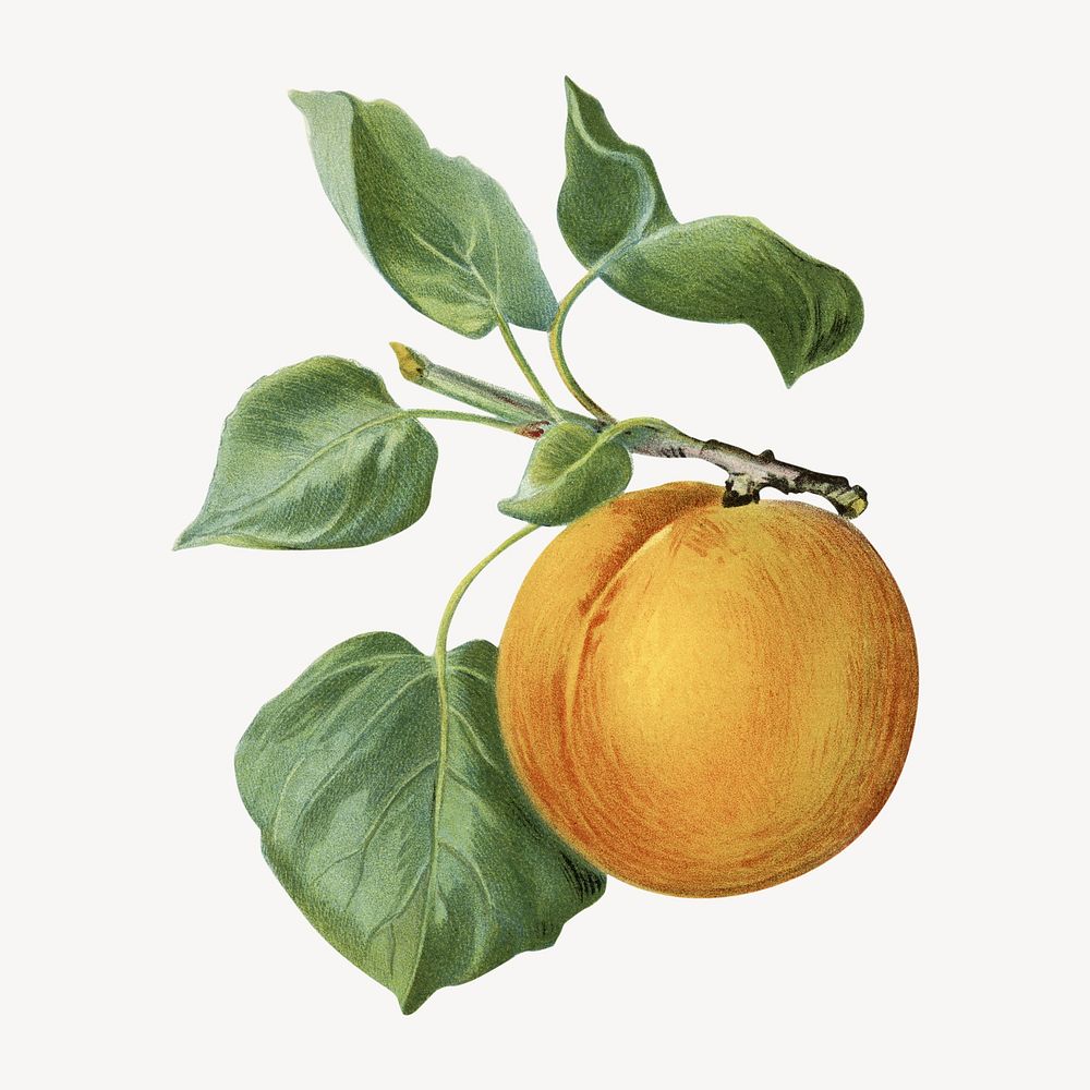 Vintage apricot illustration