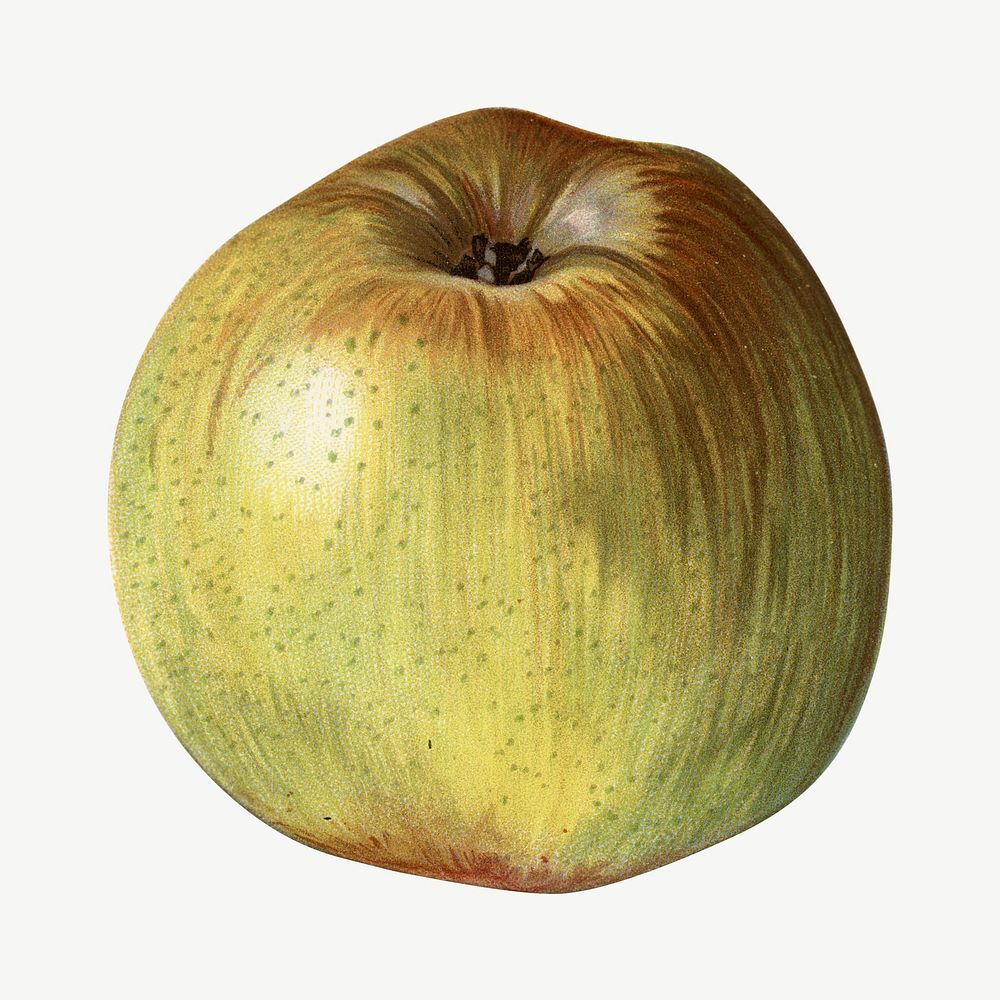 Vintage apple illustration psd