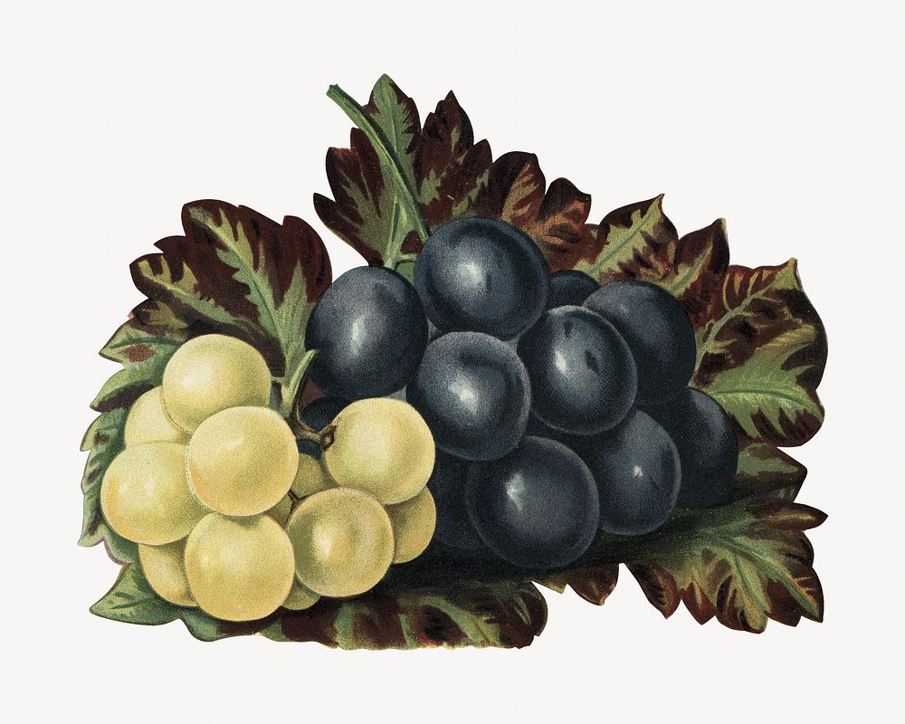 Grapes vintage illustration, fruit design