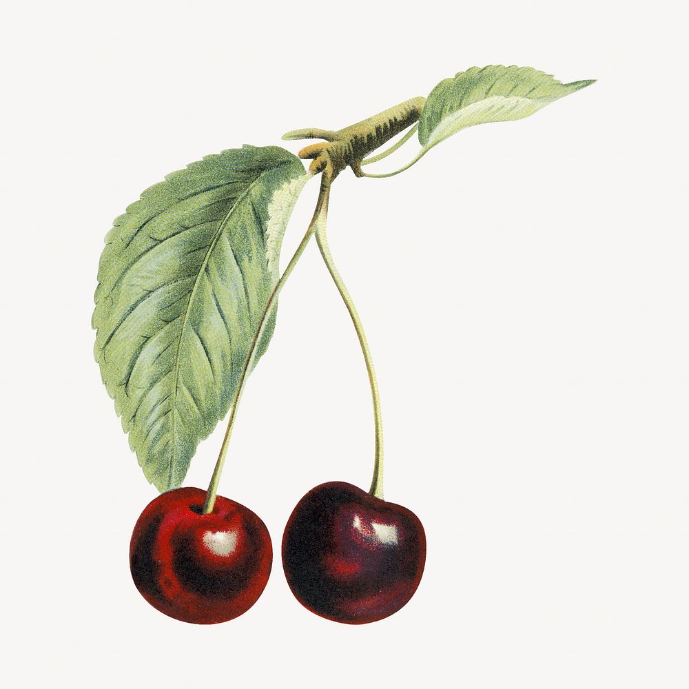 Vintage cherry fruit illustration