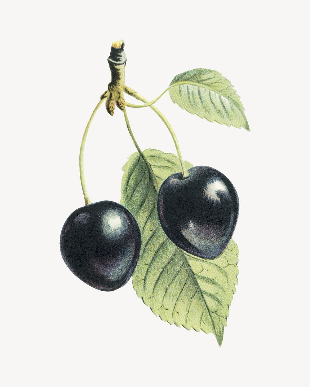 Vintage black cherry fruit illustration
