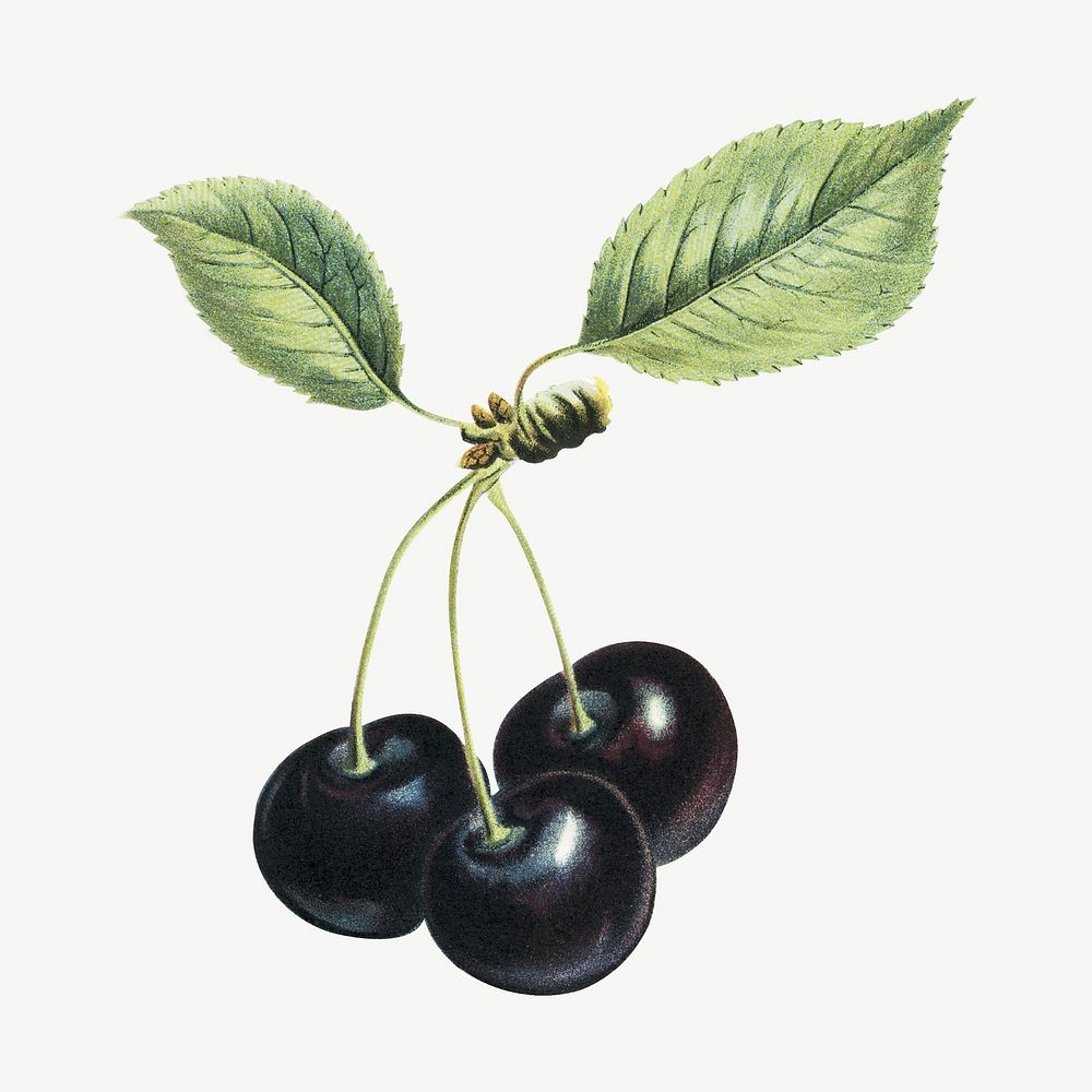 Vintage cherry fruit illustration psd