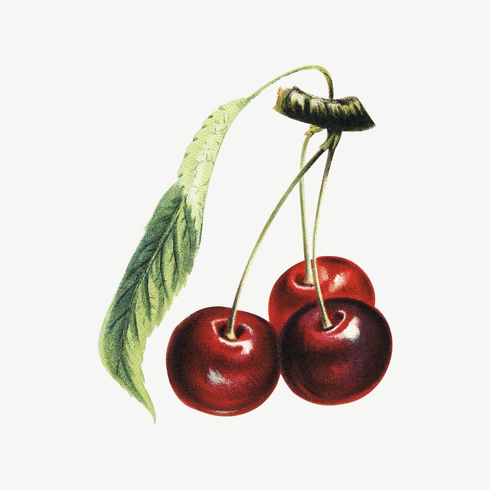 Vintage cherry fruit illustration psd