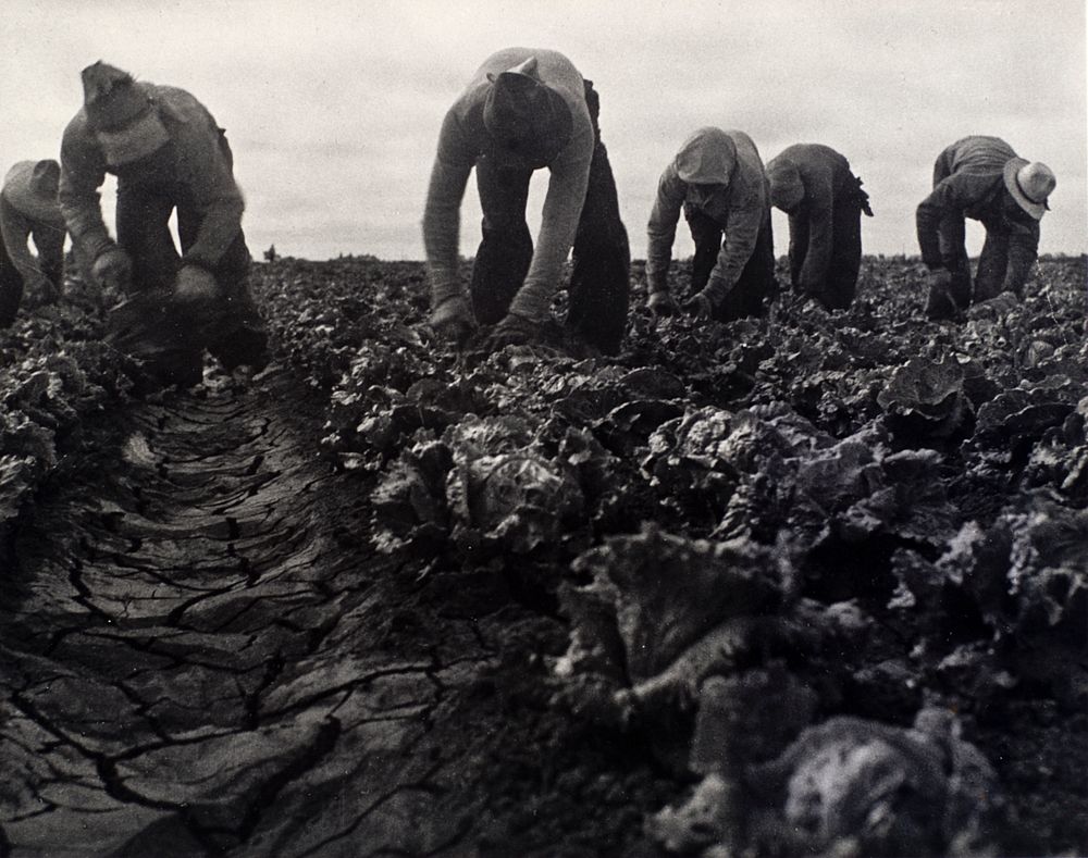 Salinas Lettuce Pickers, Calif. by Dorothea Lange