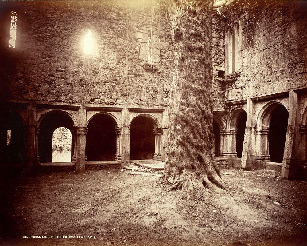 Muckross Abbey, Killarney by Robert French