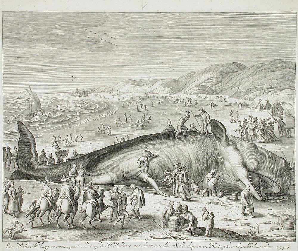 Stranded Whale between Scheveningen and Katwyk by Willem van der Gouwen and Hendrik Goltzius