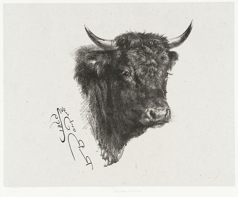 Head of a Bull by Marie Rosalie Bonheur