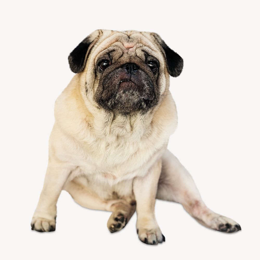 Portrait of a pet pug isolated image