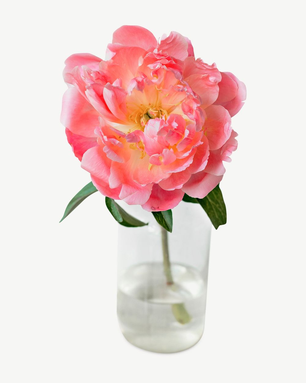 Flower vase glass psd