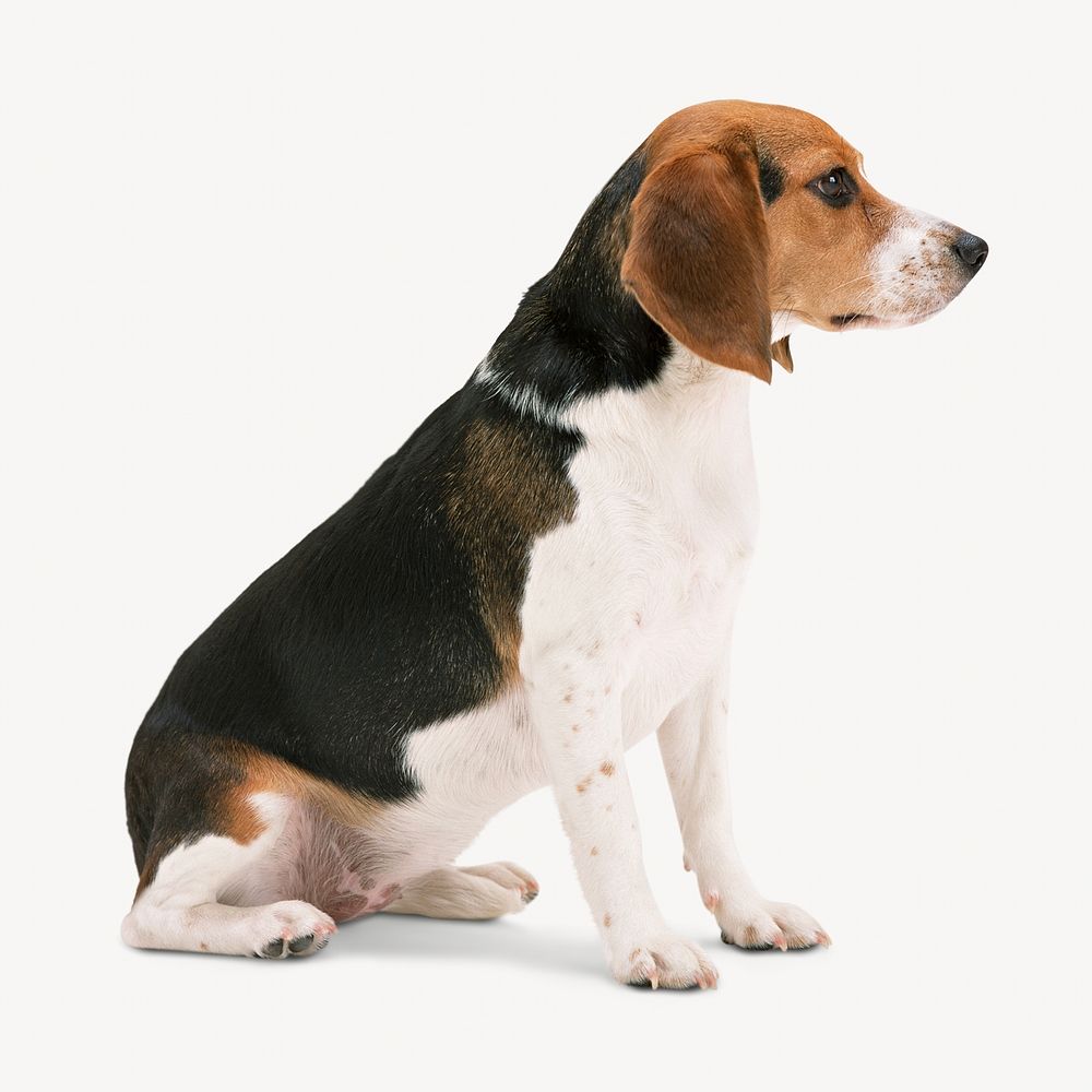 Beagle dog  animal isolated image