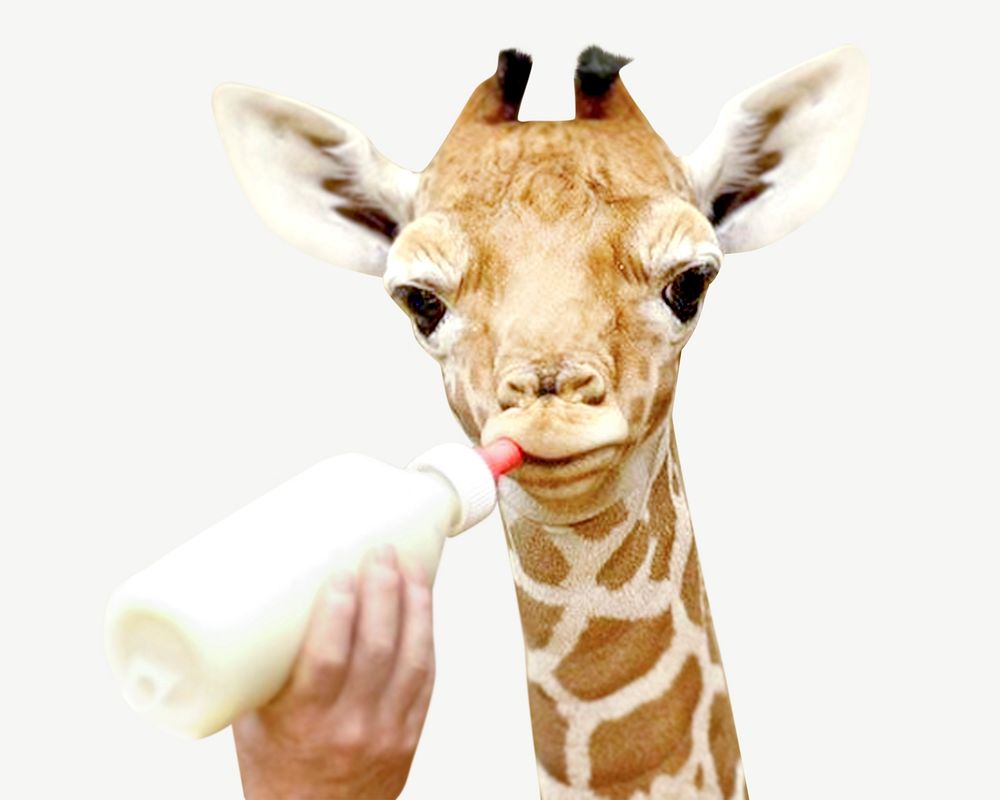 Feeding giraffe psd isolated design