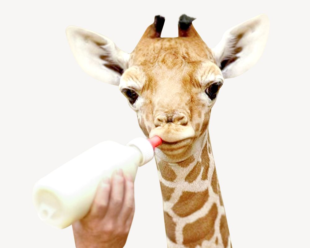 Feeding giraffe, isolated design