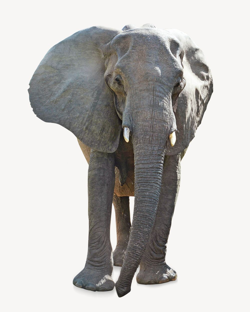Elephant isolated image