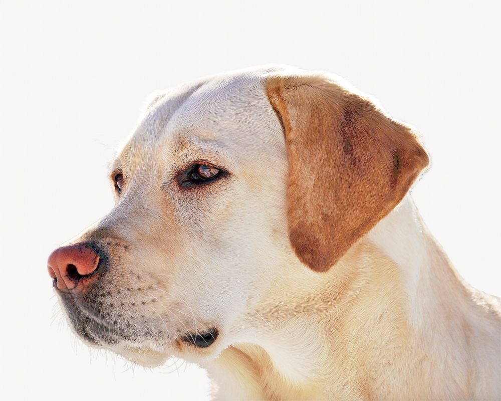 Labrador Retriever dog, pet animal image