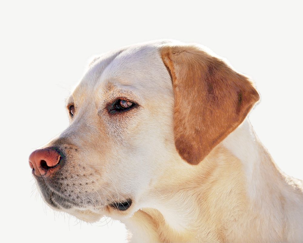 Labrador Retriever dog, pet animal collage element psd