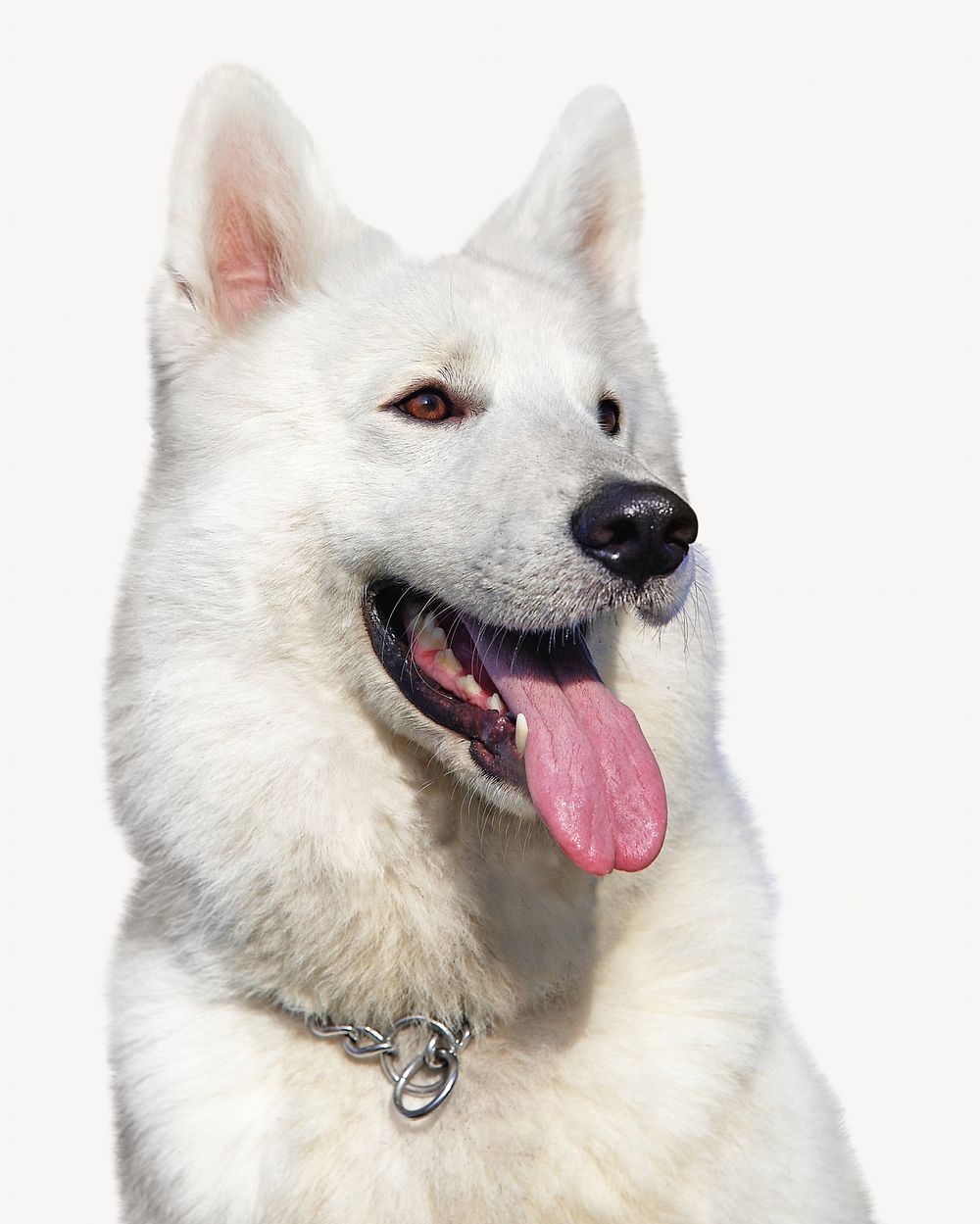 Eskimo dog, isolated design