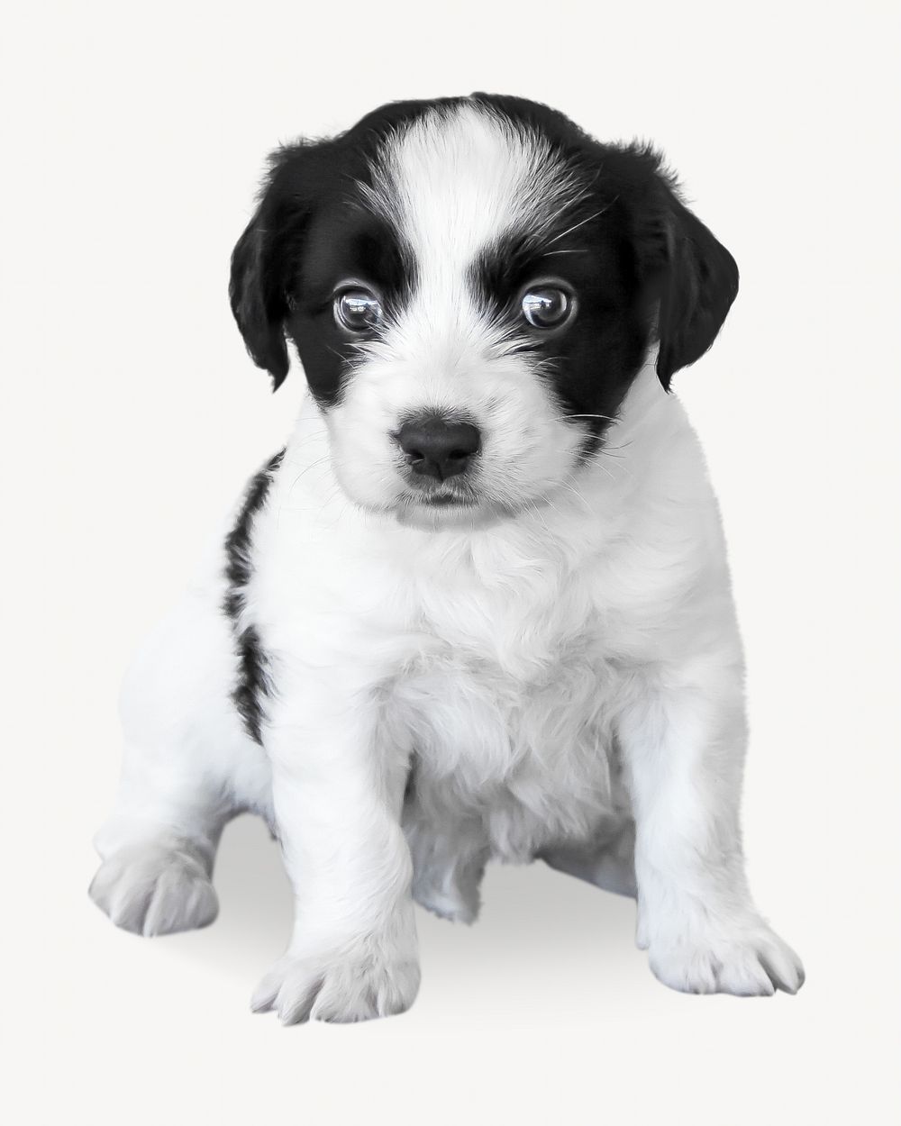 Cute puppy isolated image