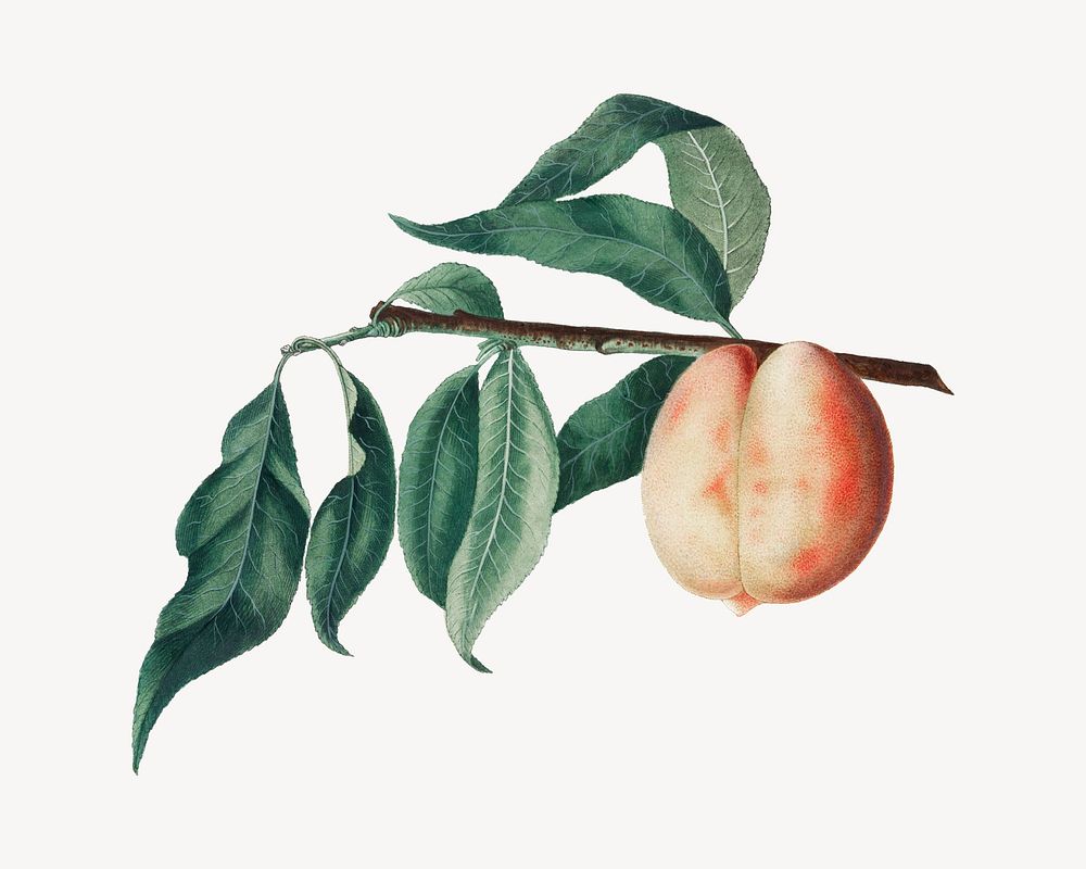 Peach vintage illustration, collage element psd