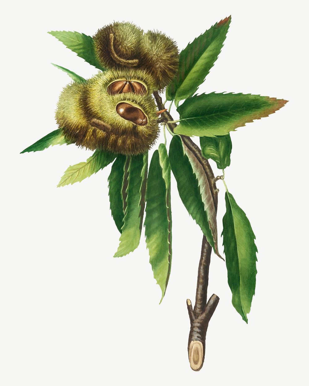 Vintage chestnut plant illustration psd