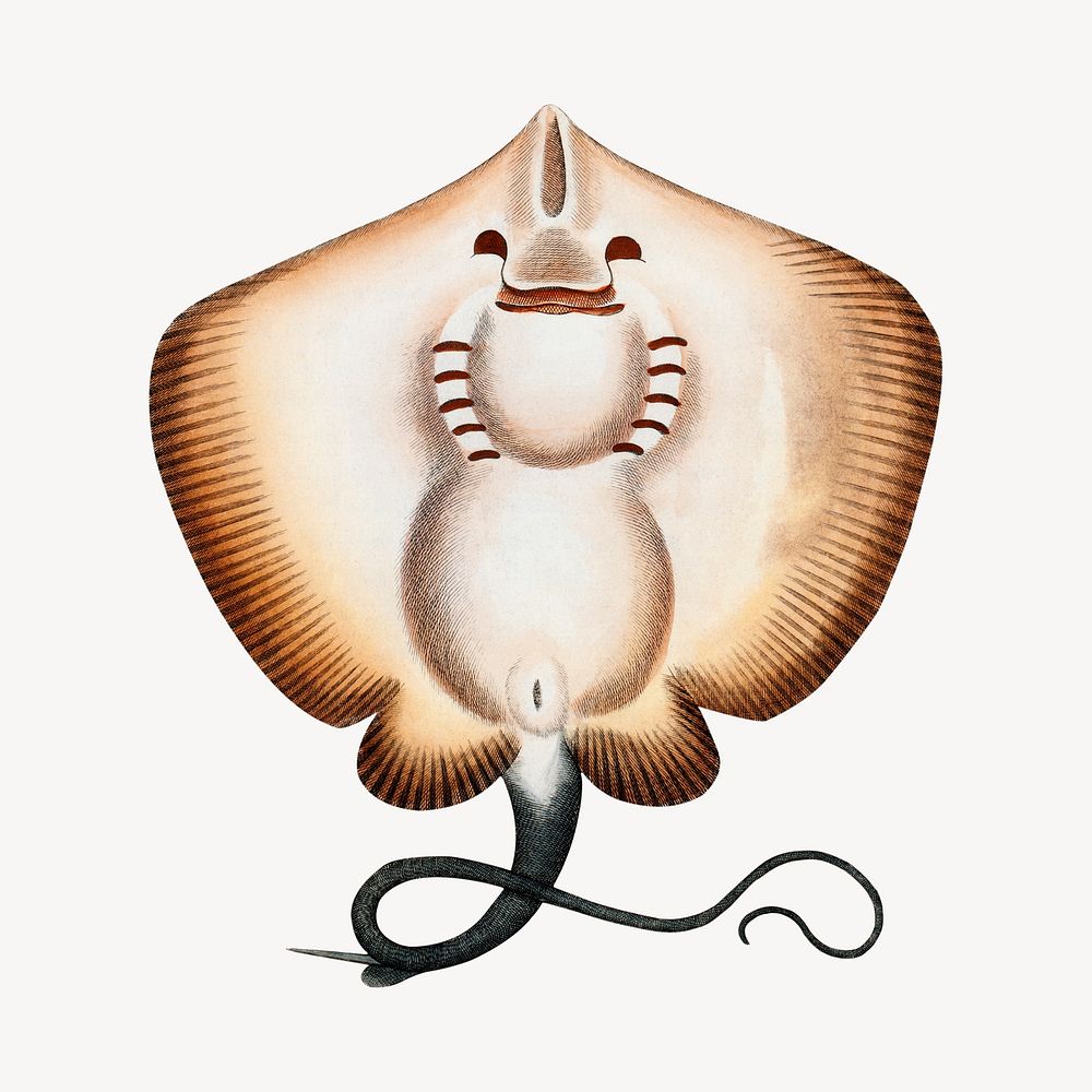 Stingray vintage illustration image, collage element psd