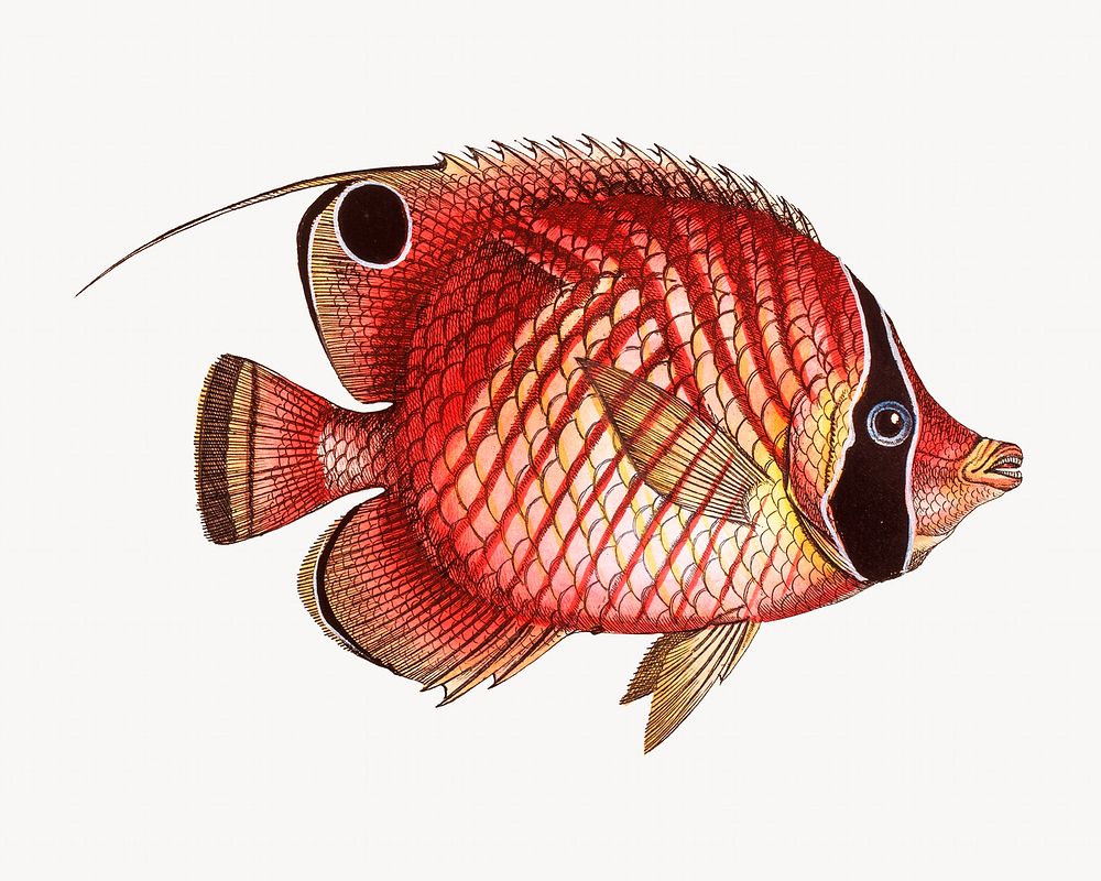 Vintage fish illustration | Premium Photo - rawpixel