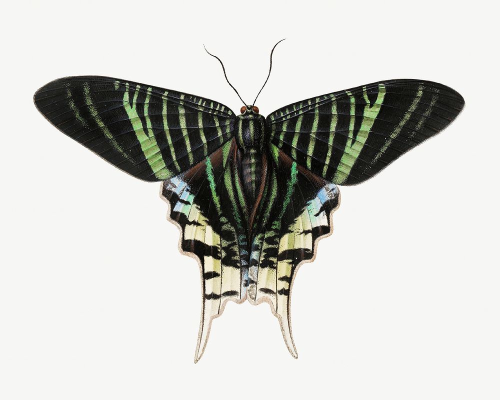Green moth, vintage insect illustration psd. Remixed by rawpixel. 