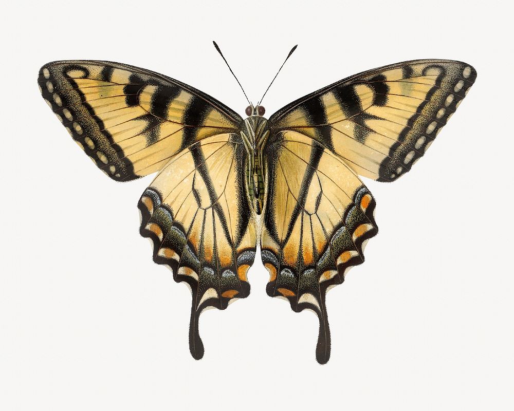 Eastern tiger swallowtail, vintage butterfly illustration. Remixed by rawpixel. 