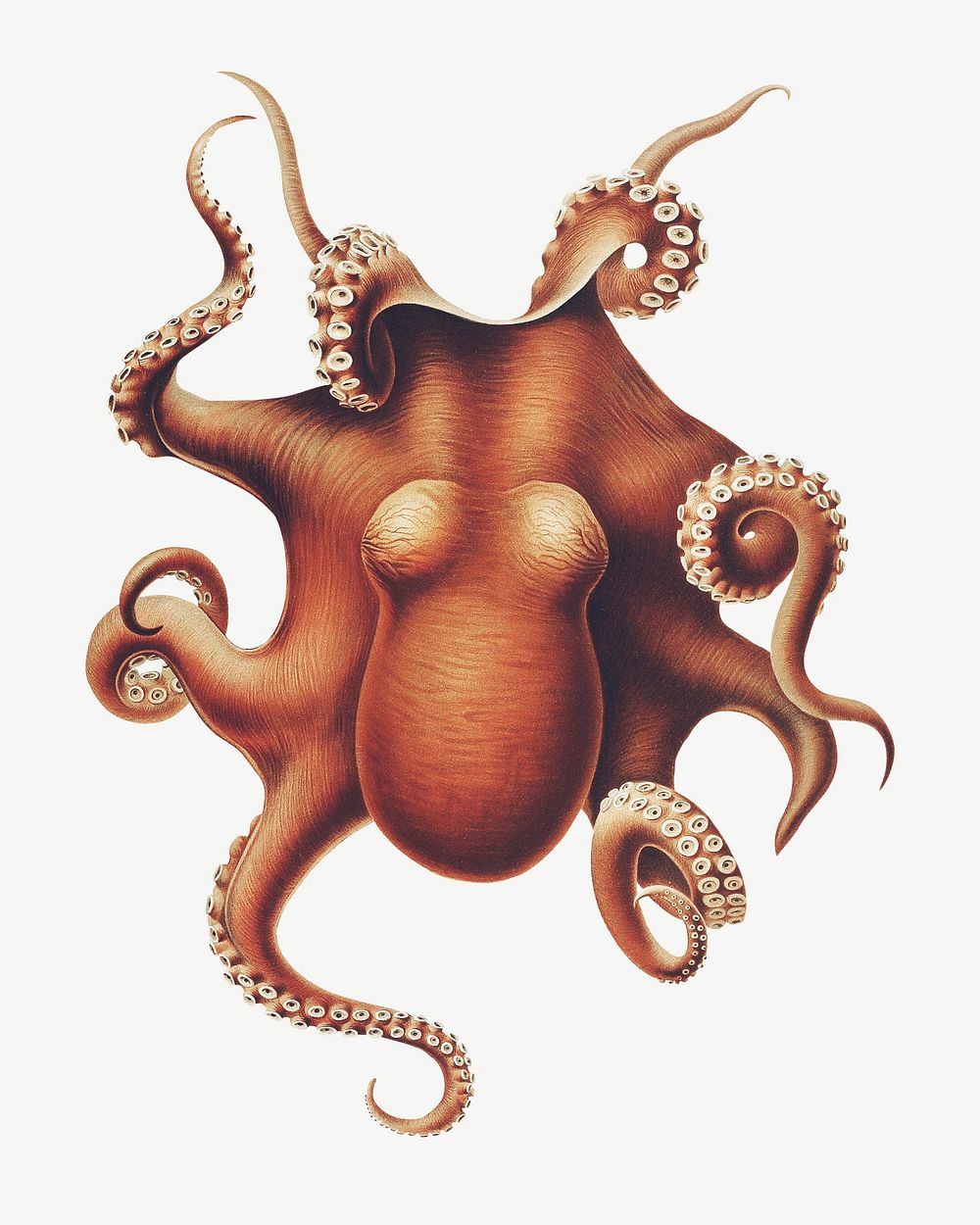 Octopus vintage illustration, collage element psd