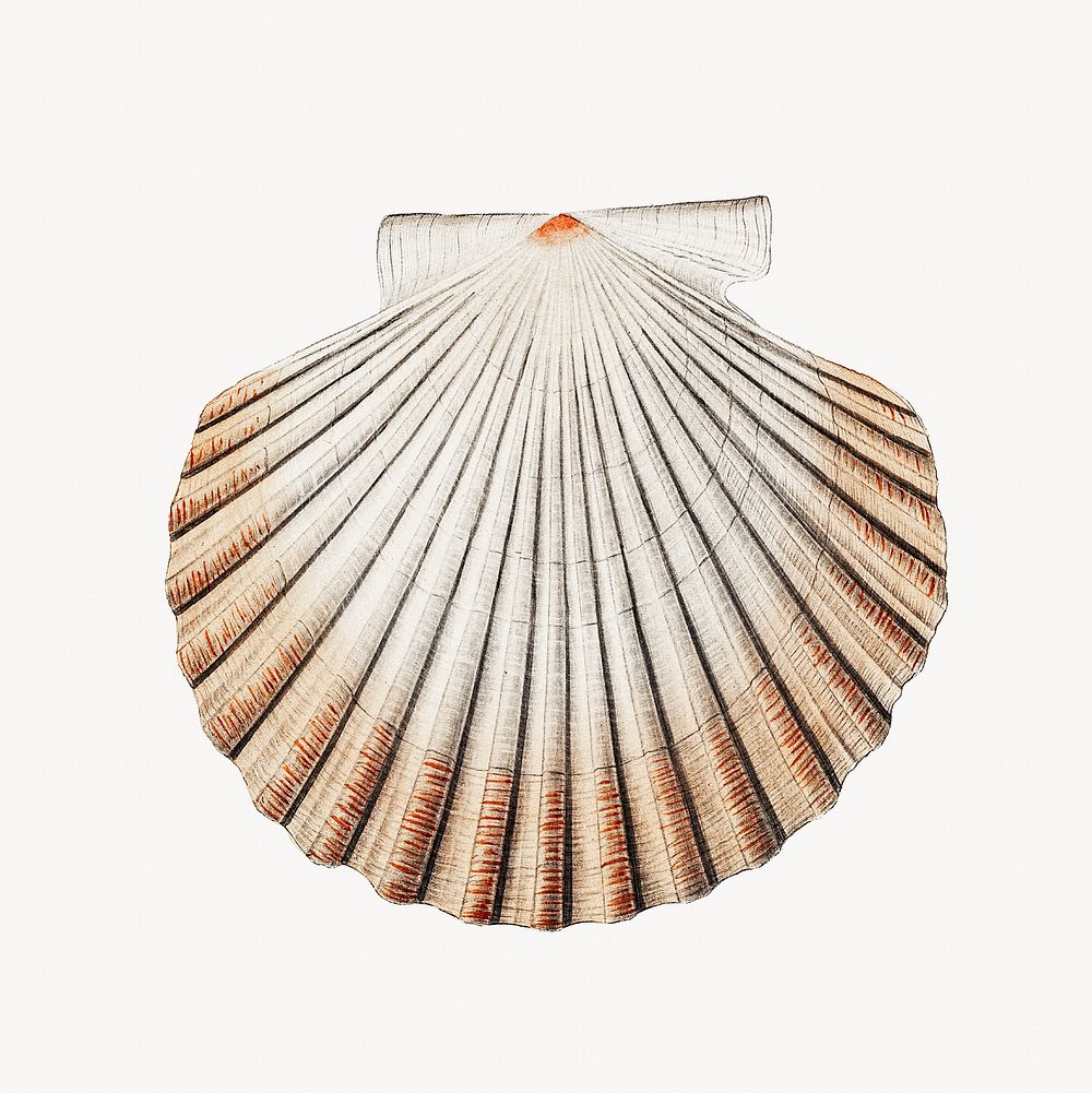 Clam shell vintage illustration