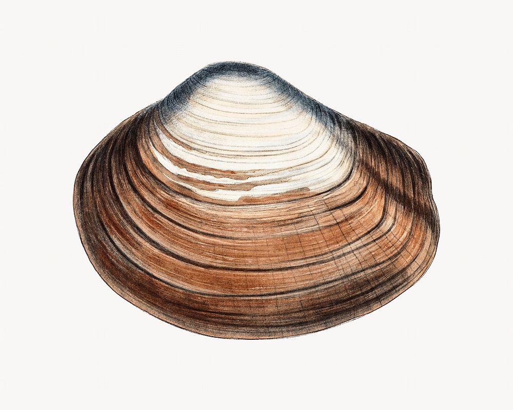 Clam shell vintage illustration