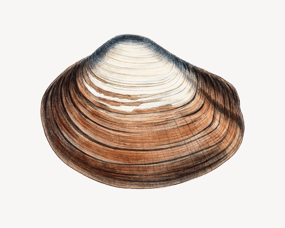 Clam shell varieties set illustration