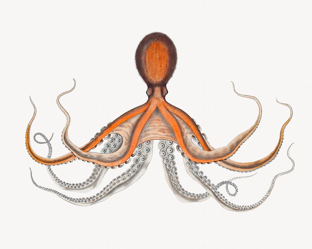 Octopus vintage illustration