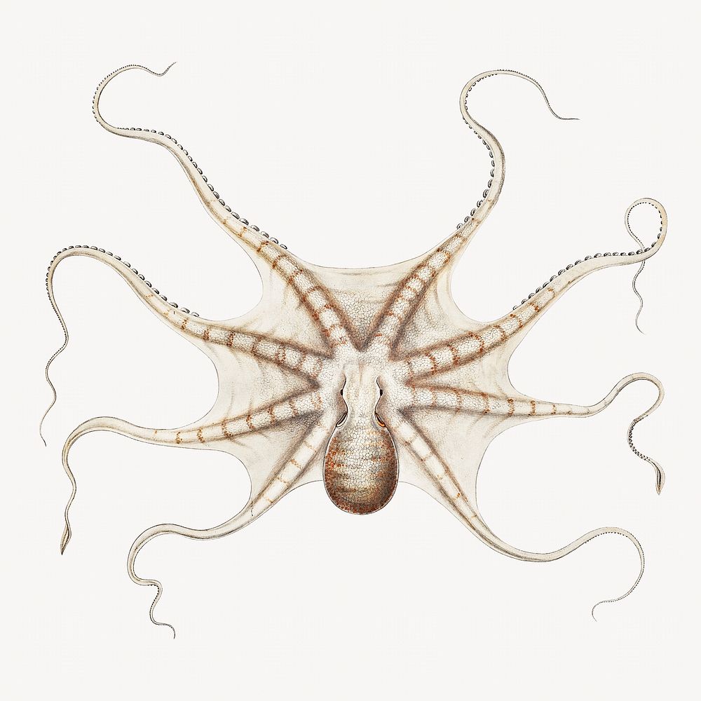 Octopus vintage illustration | Premium Photo - rawpixel