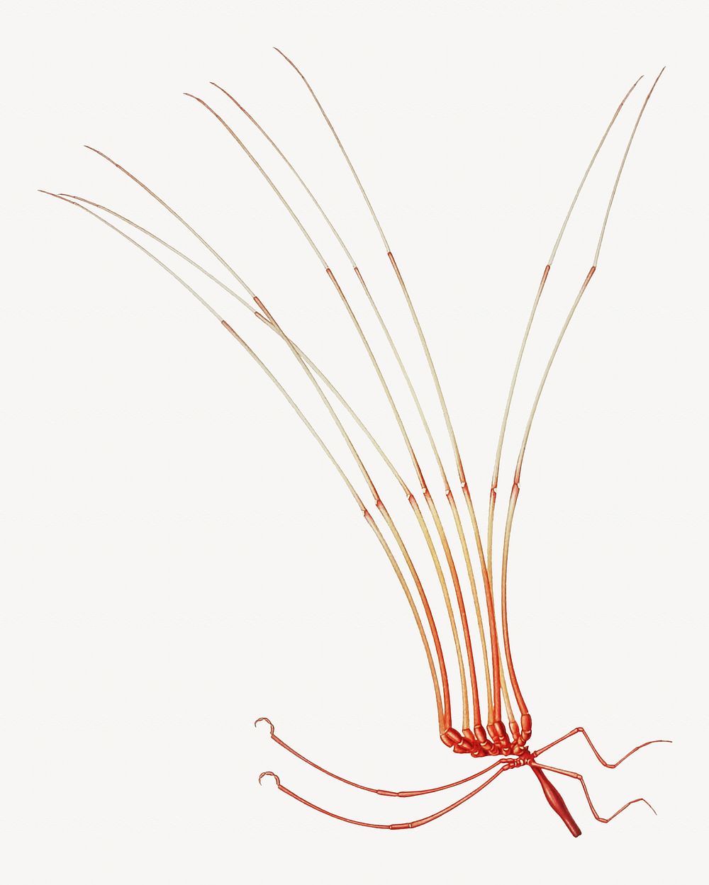 Sea spider illustration