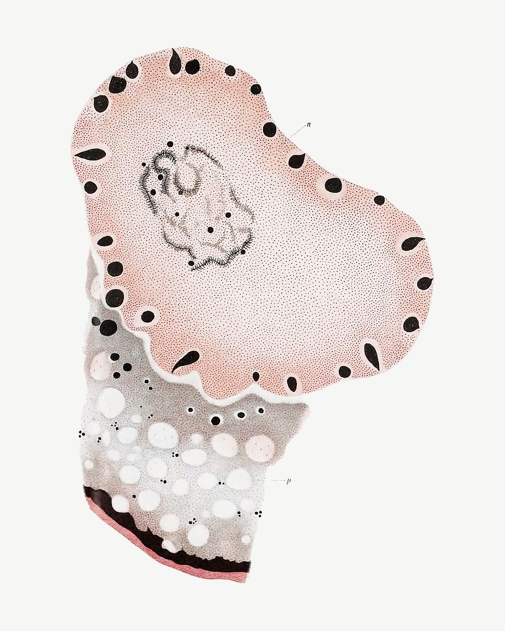 Marine life cells illustration