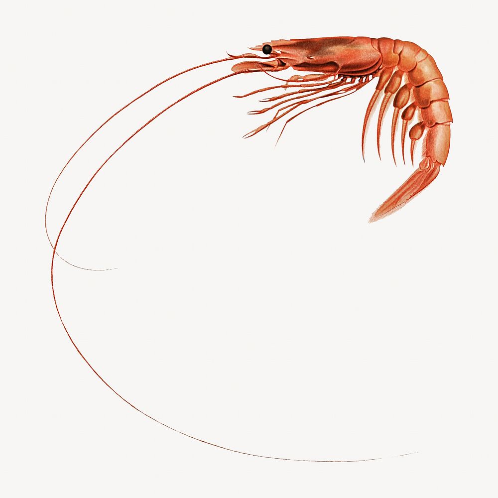 Shrimp vintage illustration