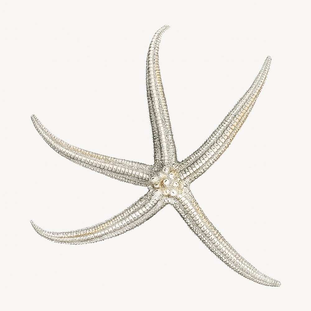 Starfish vintage illustration