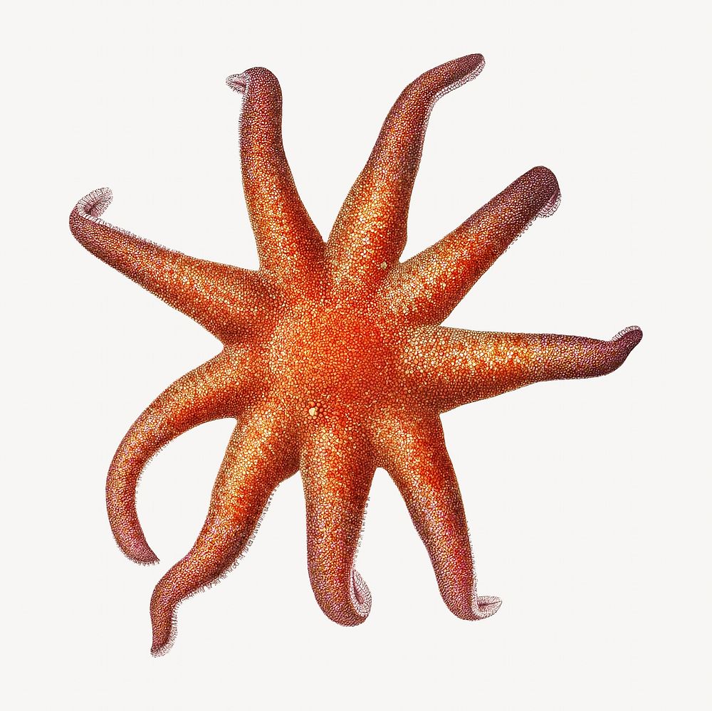 Starfish vintage illustration
