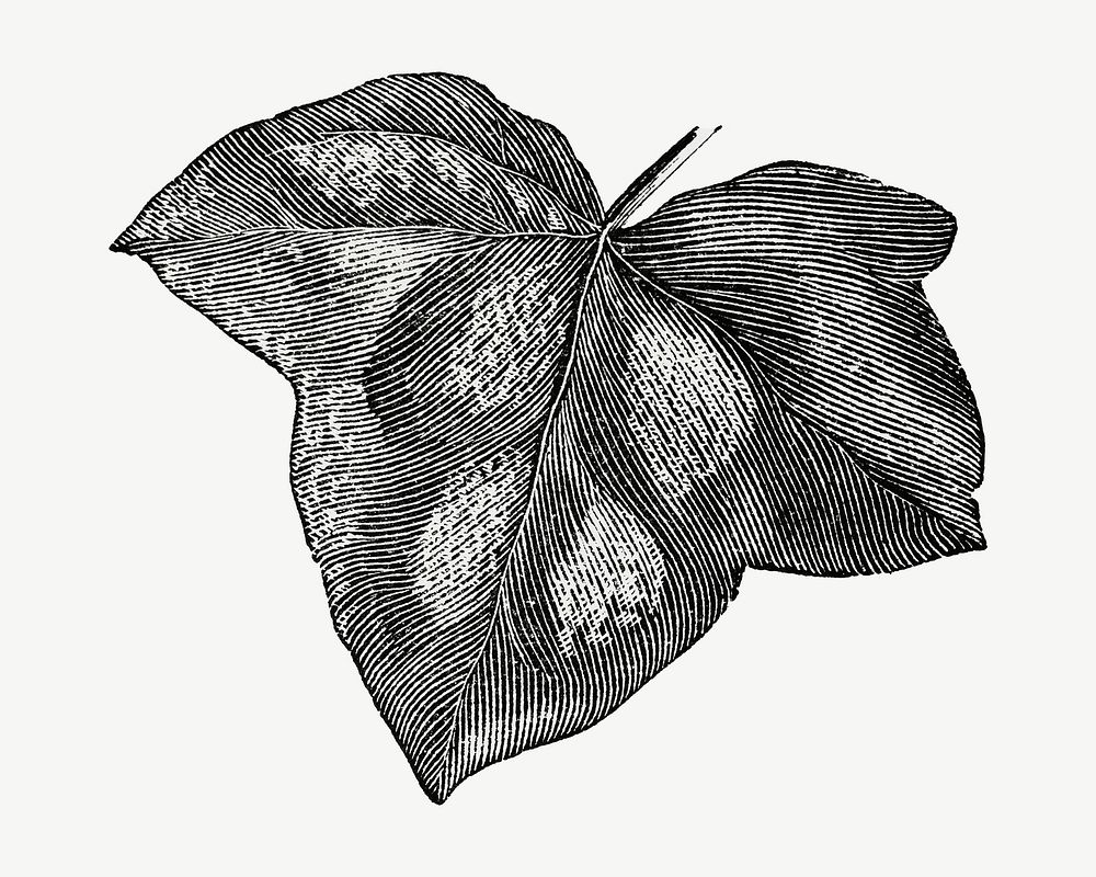 Ivy leaf vintage illustration, black and white collage element psd