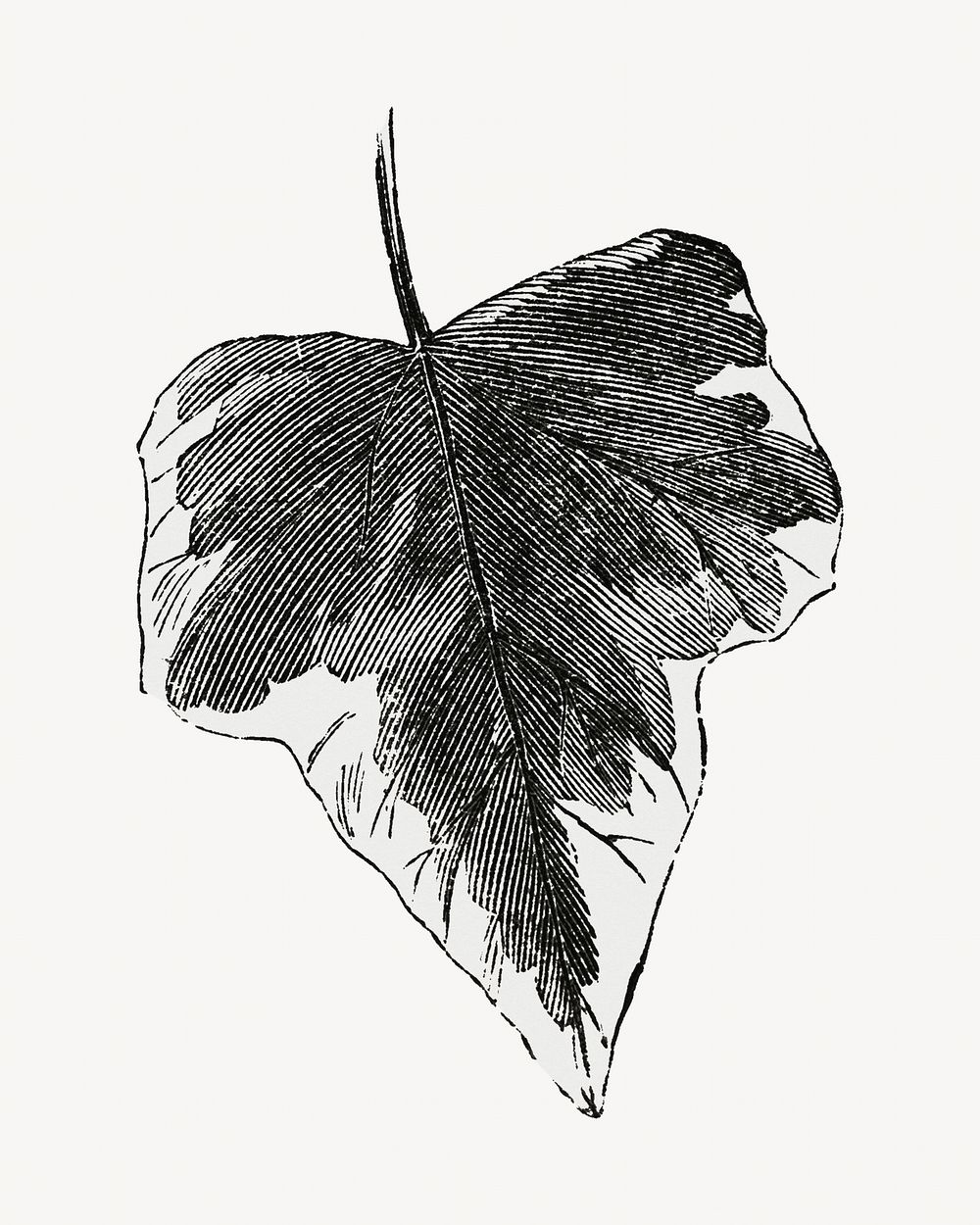 Ivy leaf vintage illustration, black and white design