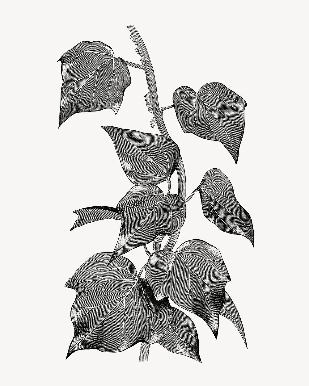 Ivy leaves vintage illustration, black and white design
