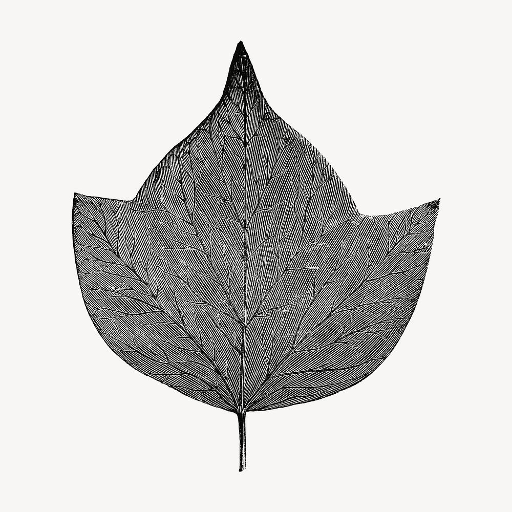 Leaf vintage illustration, black and white design