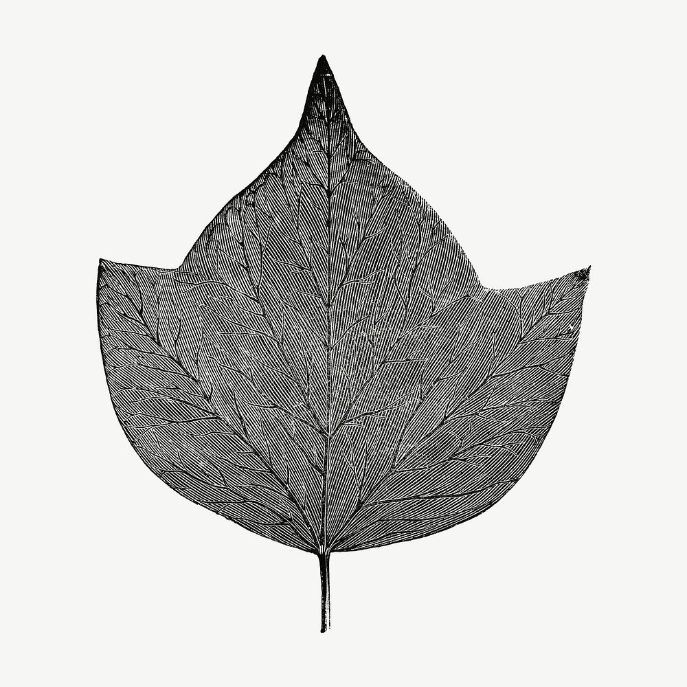 Leaf vintage illustration, black and white collage element psd